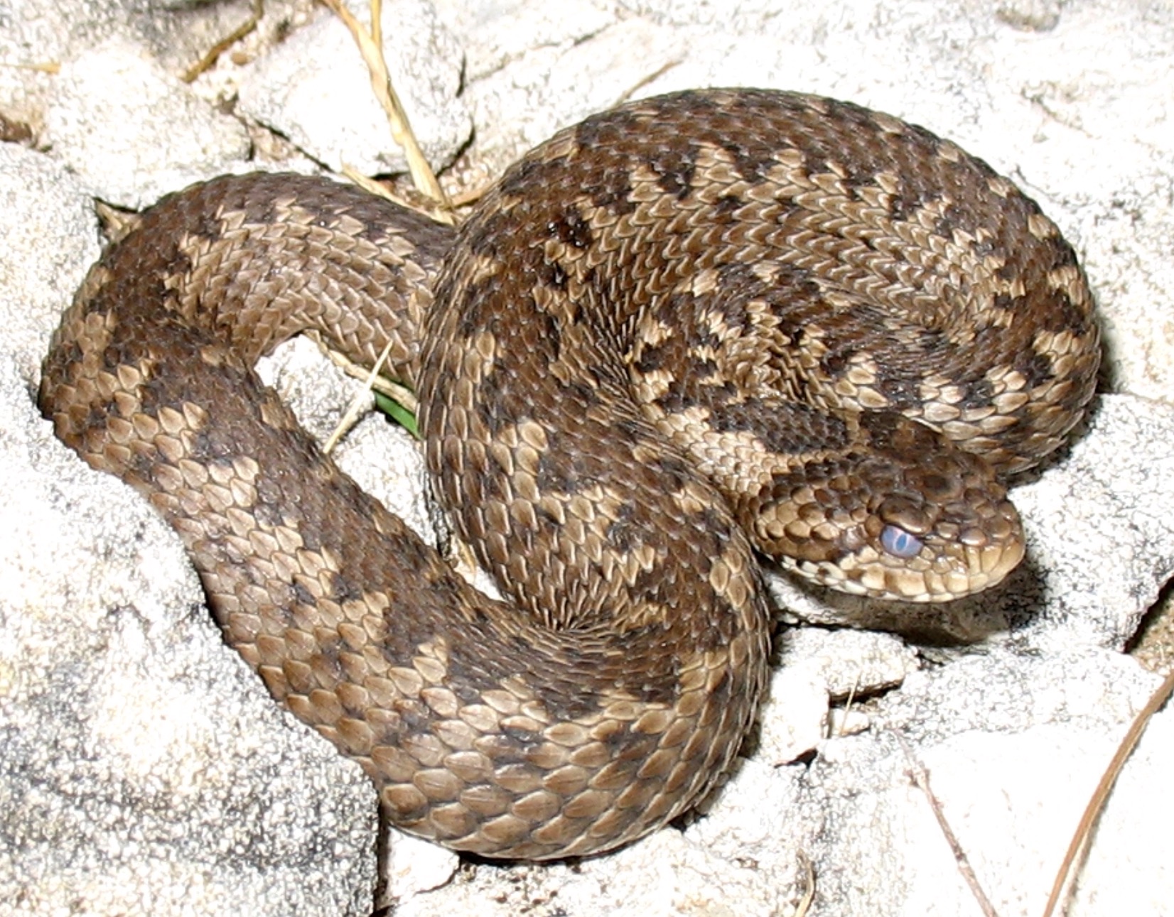 Гюрза змей. Степная гадюка (Vipera Ursini Bonaparte). Гадюка Степная Крымская. Степная гадюка (Vipera Ursini Bonaparte, 1835). Ядовитая змея Гюрза.