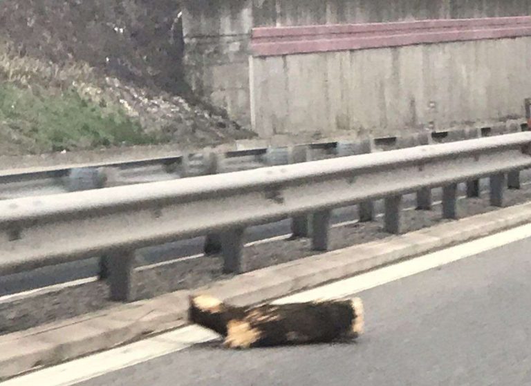 Camion semina pezzi di legna, poi cade un tronco: auto lo colpisce